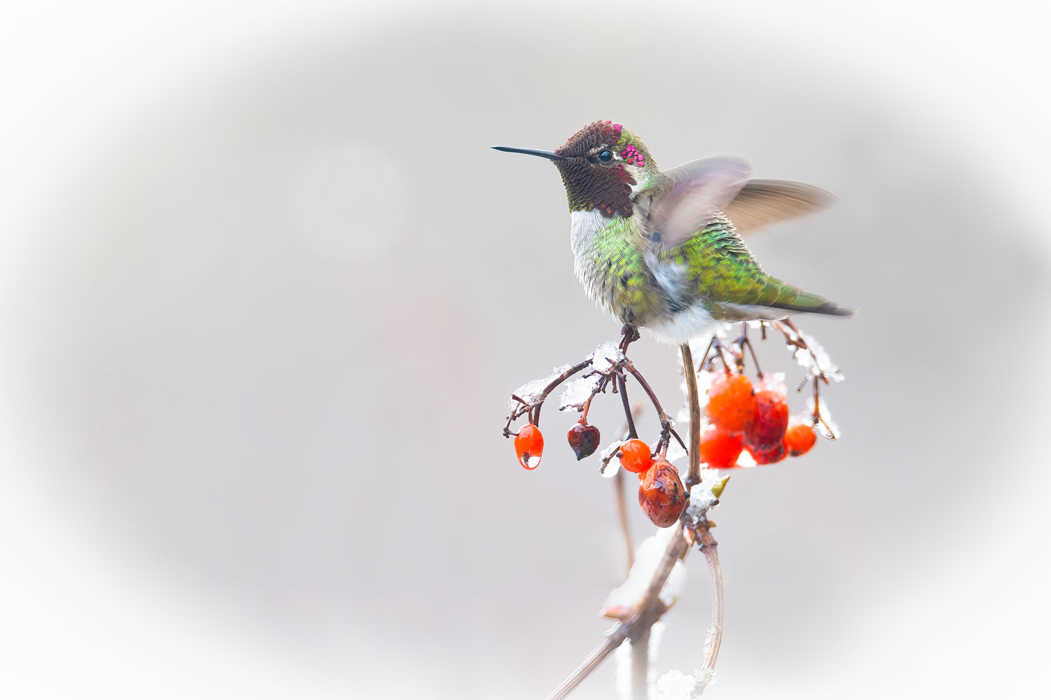 Anna's Hummingbird in winter.